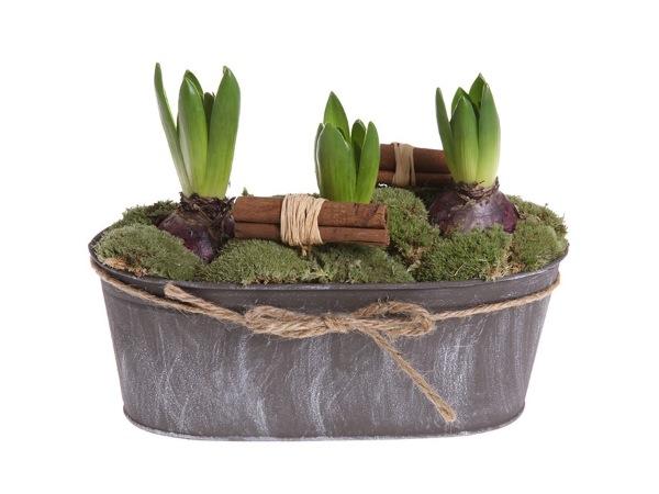 Hyasinttiasetelma 3 hyasinttia