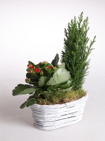 Jouluasetelma Tulilatvakori